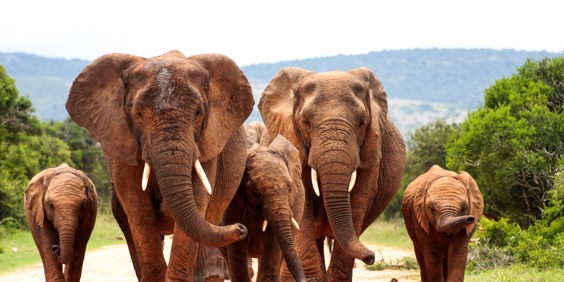 sydafrika - elephant national park_elefant_01