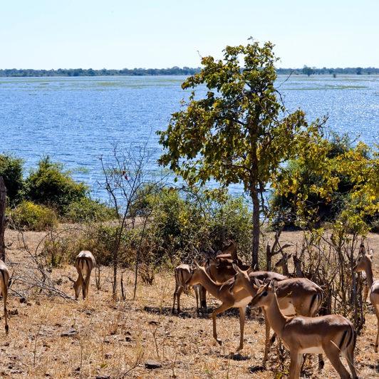 sydafrika - chobe nationalpark_impala_01
