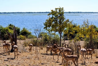 sydafrika - chobe nationalpark_impala_01
