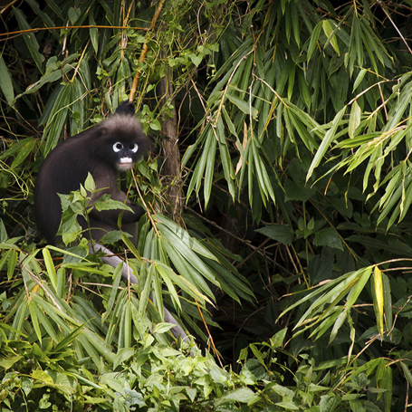thailand - khao sok nationalpark_langur abe_02