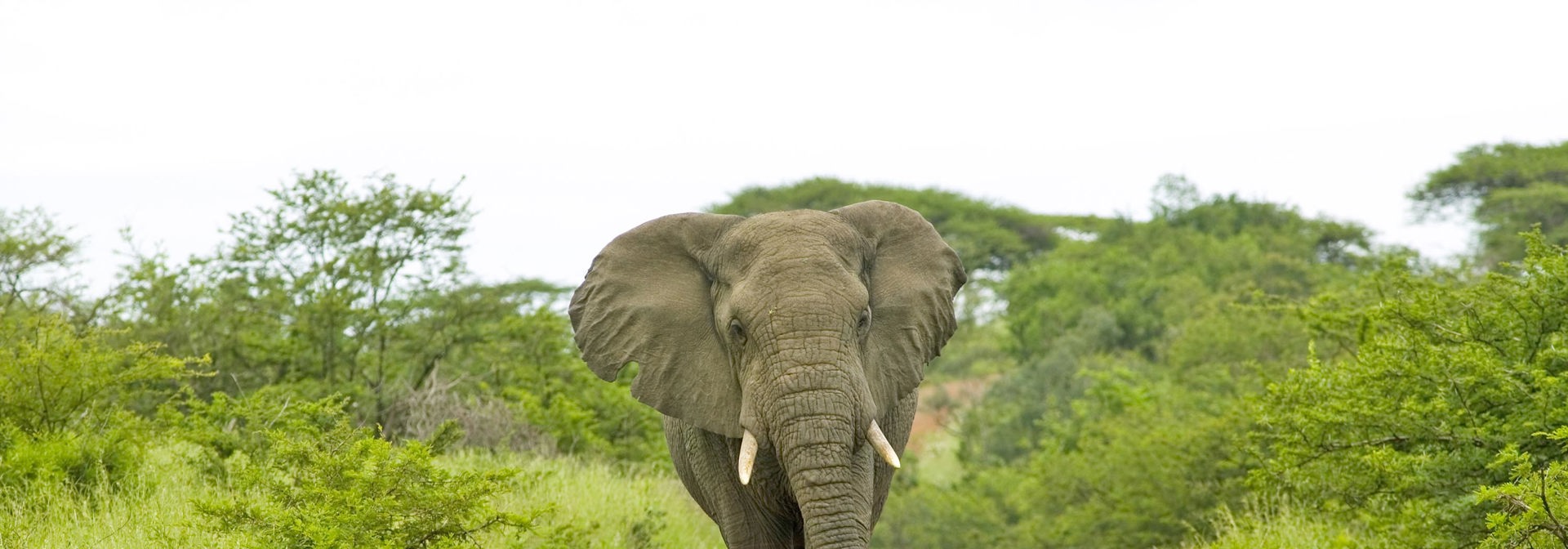 sydafrika - elephant national park_elefant_02