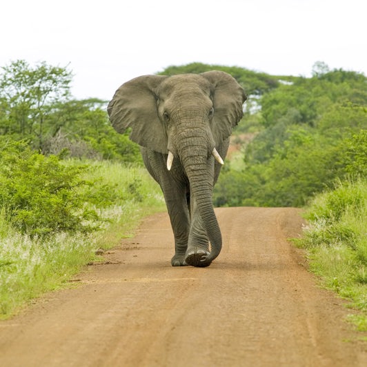 sydafrika - elephant national park_elefant_02