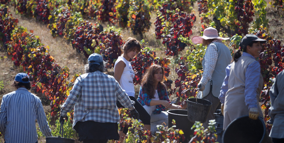 Douro_vin_04