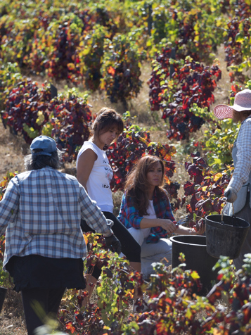 Douro_vin_04