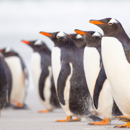 Pingviner ved Puerto Madryn