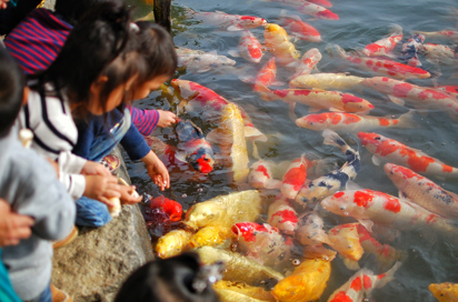 Okayama Fisk As 417520635