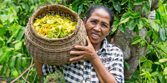 plantage_ylang ylang olie_kvinde_befolkning_02