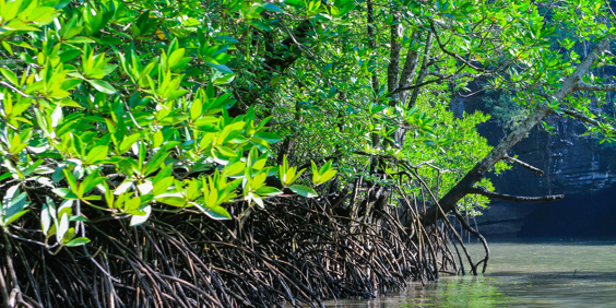 malaysia - langkawi_mangrove_01