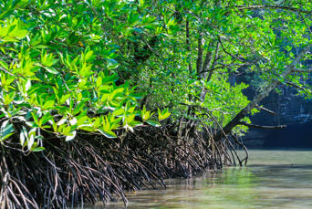 malaysia - langkawi_mangrove_01