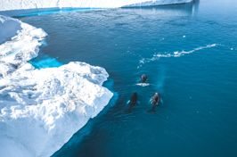 pukkelhvaler_ilulissat_01