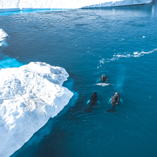 pukkelhvaler_ilulissat_01