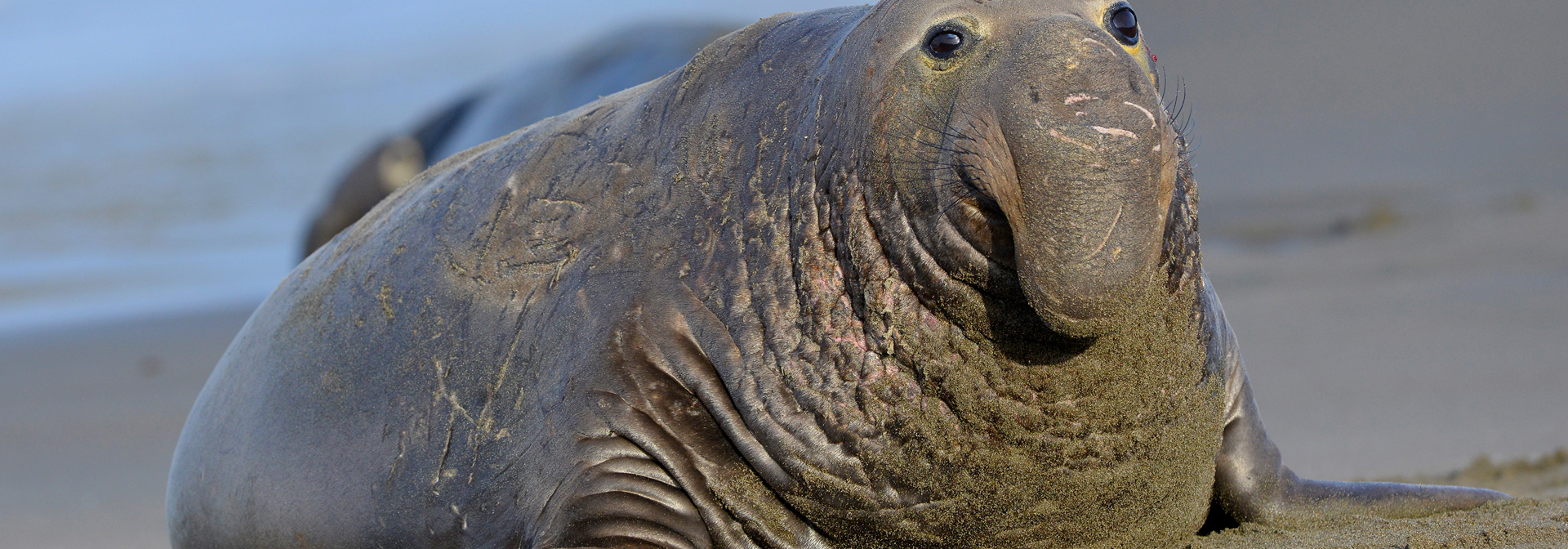 puerto madryn _soelefant_02