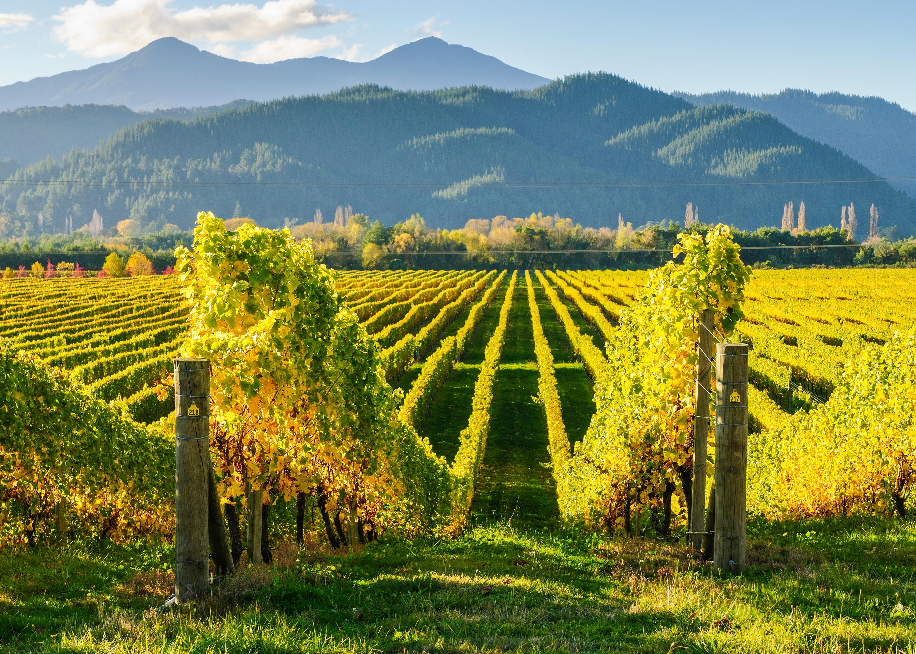 new zealand - marlborough_vinmark_02