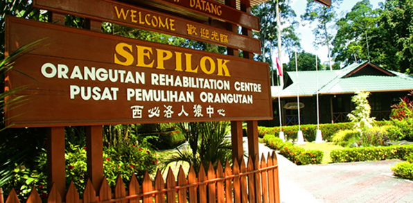 Borneo_Sepilok_orangutangcenter_01