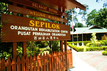 Borneo_Sepilok_orangutangcenter_01