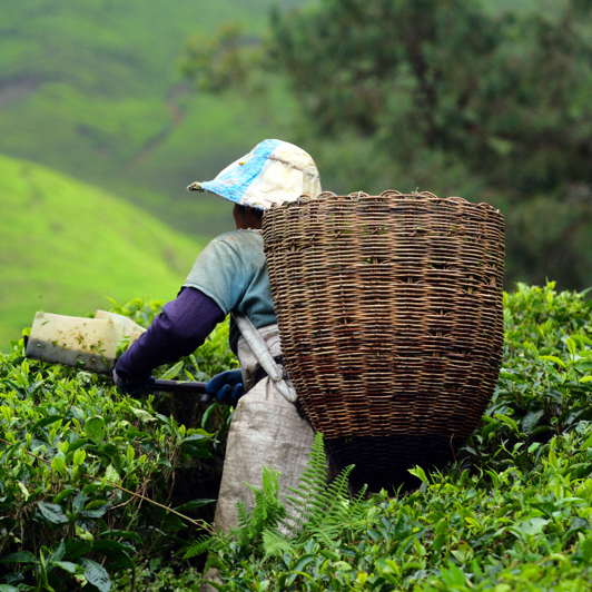 malaysia - cameron highlands_teplantage_13