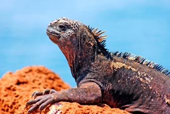 galapagos_marine leguan_0
