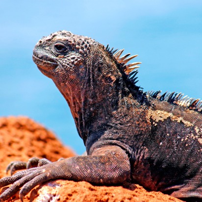 galapagos_marine leguan_0