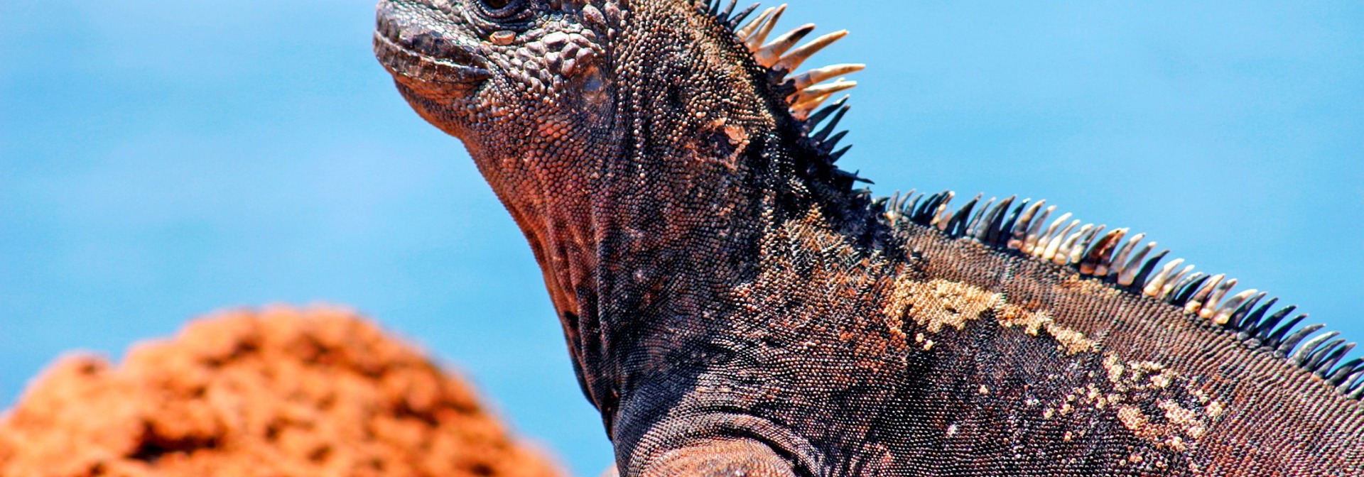 galapagos_marine leguan_0