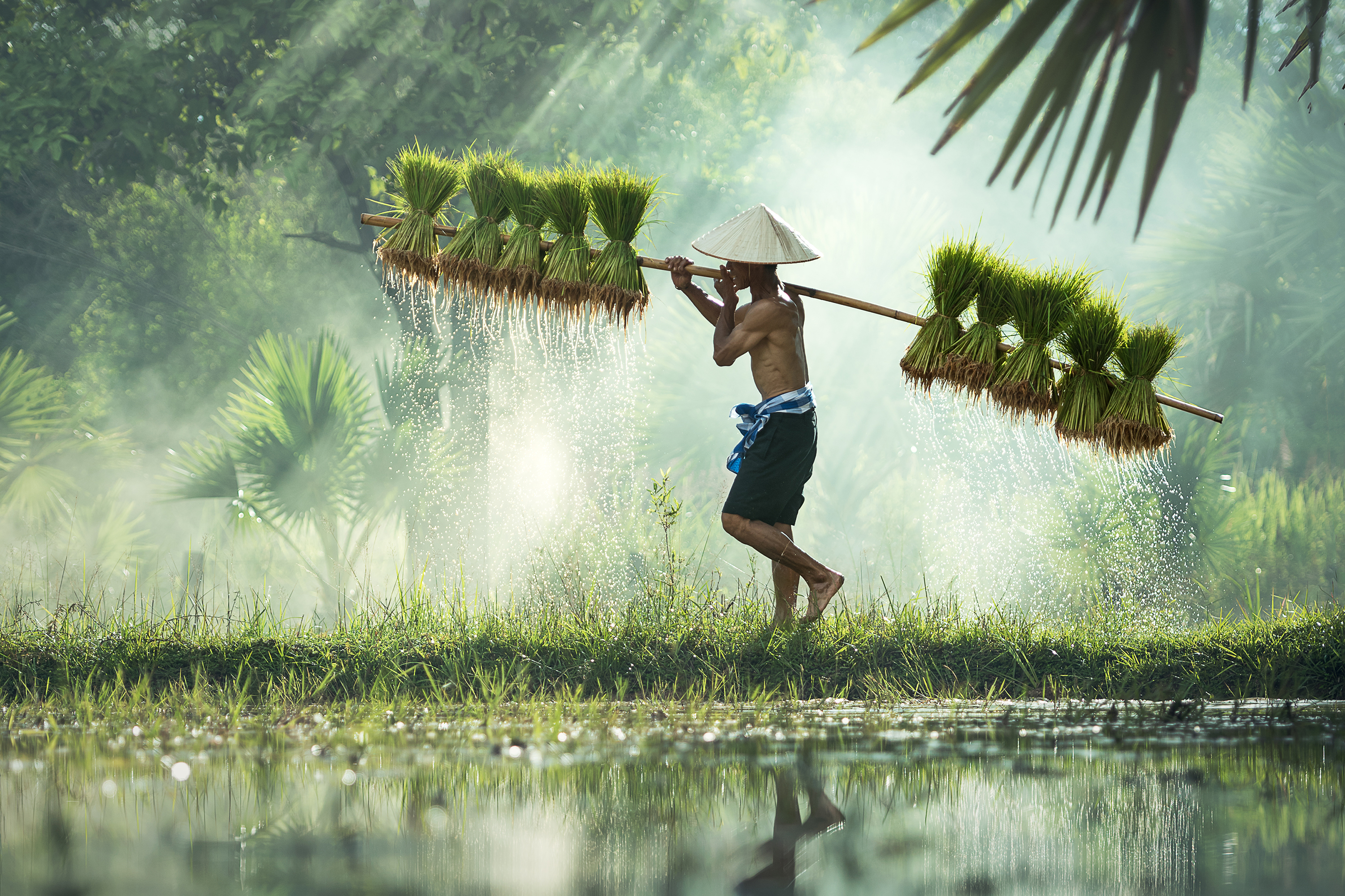 vietnam - vietnan_befolkning_rismark_01