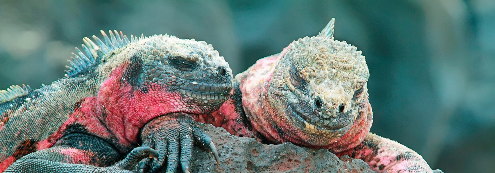 galapagos_leguan_20