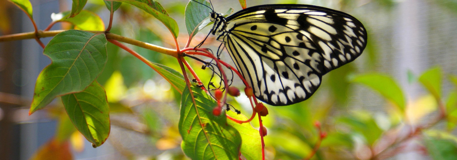 dansk vestindien - dansk vestindien_sommerfugl_01