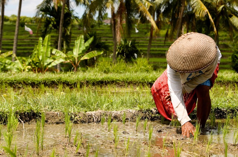 bali - ubud_rismark_farmer_07