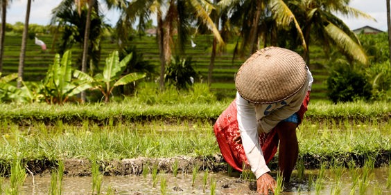 bali - ubud_rismark_farmer_07