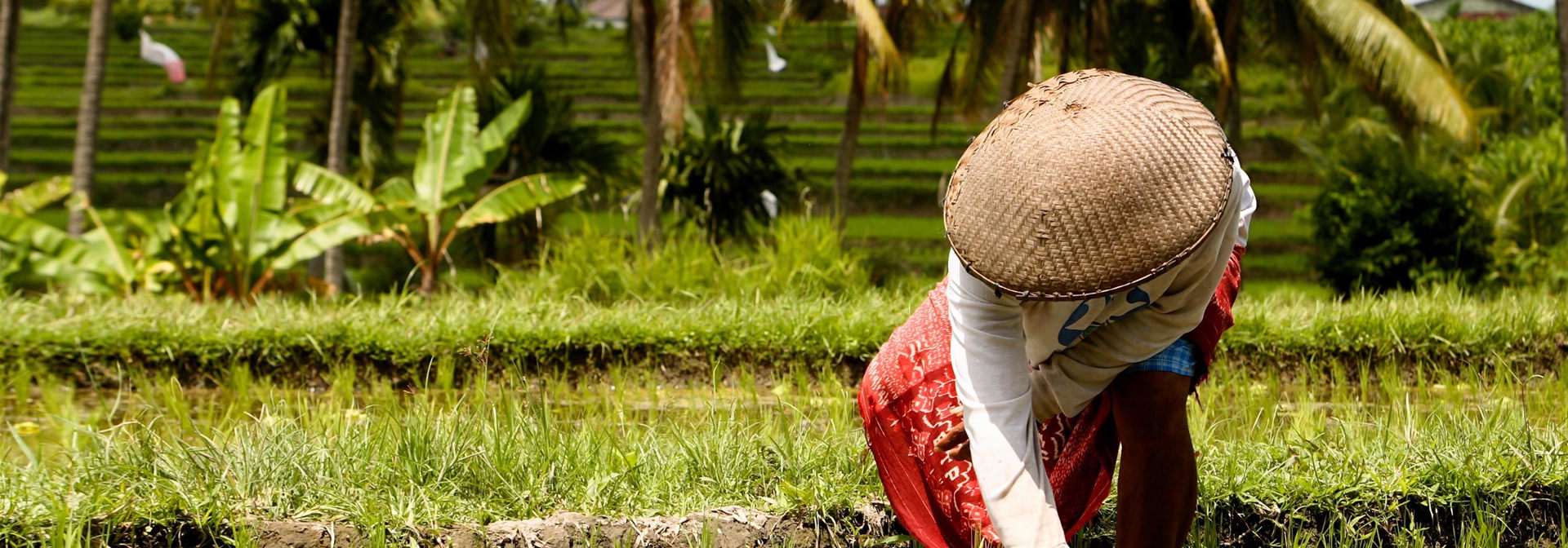 bali - ubud_rismark_farmer_07