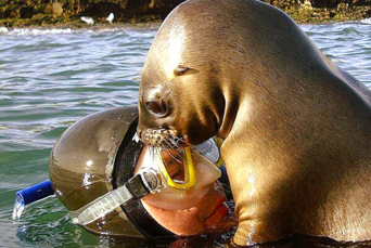 Puerto Madryn Snorkeling With Sealions 01