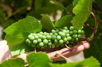 Australien Tasmanien Tamar Valley Vindruer Ikke Modne Til Hoest