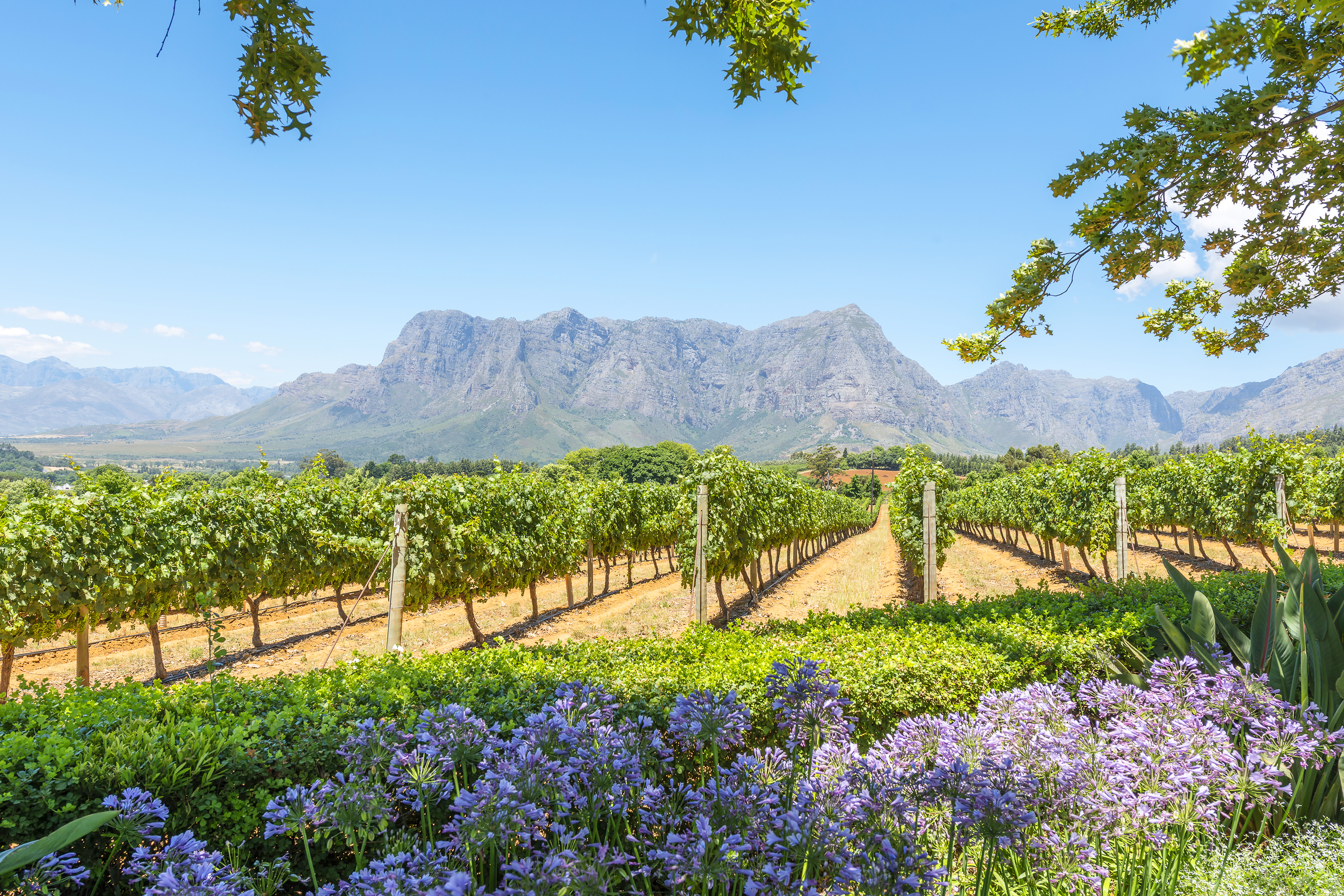 video_sydafrika - franschhoek_vinmark_02
