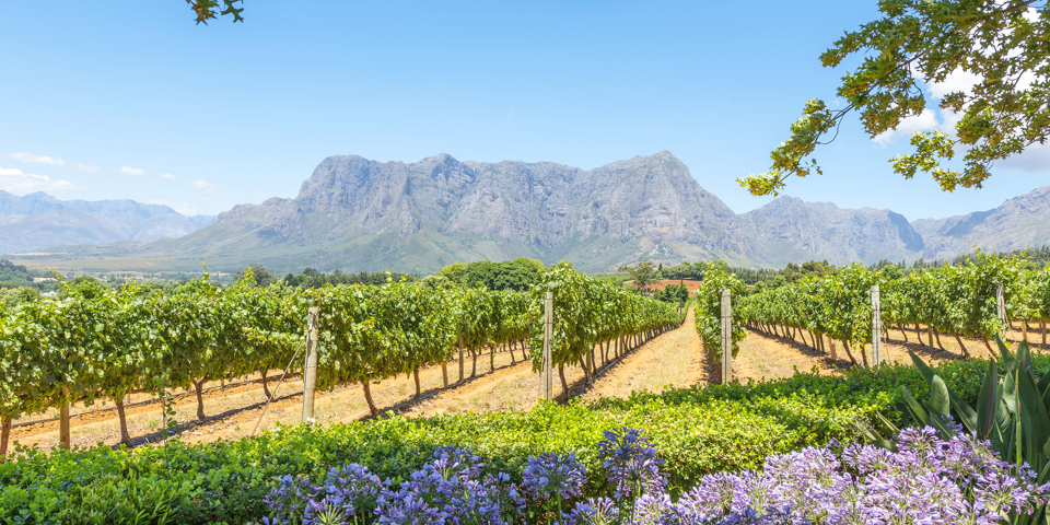 video_sydafrika - franschhoek_vinmark_02