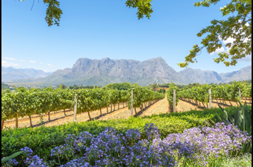 video_sydafrika - franschhoek_vinmark_02