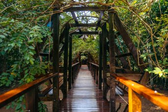 Refugio Amazonas Bridges 2 By Carlos Gonzales