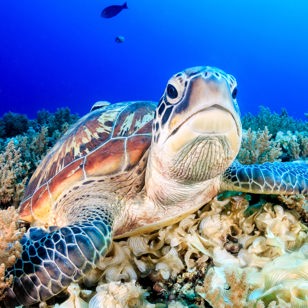 Havskildpadder ved skildpaddecentret i Saba på Balis østkyst
