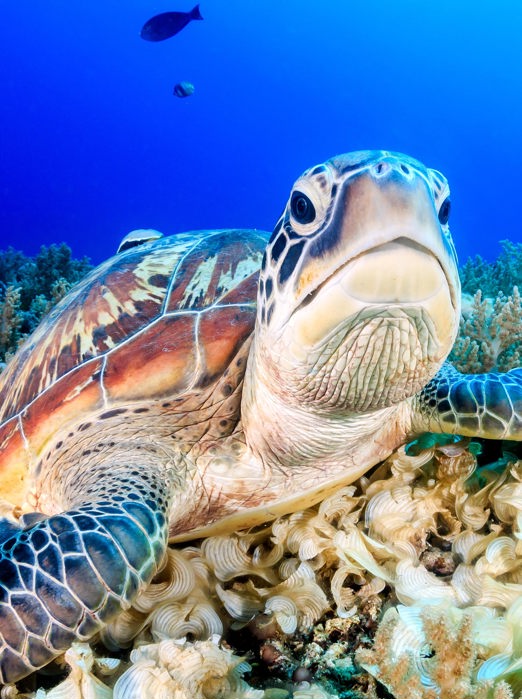 bali - bali_havskildpadde_02