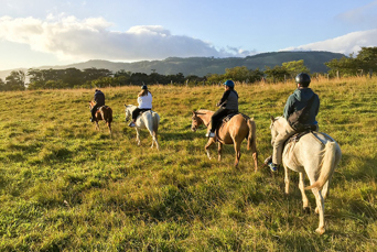 costa rica - Monteverde_Horse_01