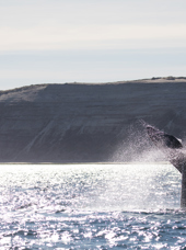 Puerto Madryn Valdes Hval 01 2033005889