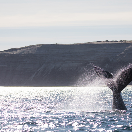 Puerto Madryn Valdes Hval 01 2033005889