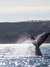 Puerto Madryn Valdes Hval 01 2033005889