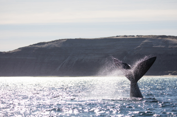 Puerto Madryn Valdes Hval 01 2033005889