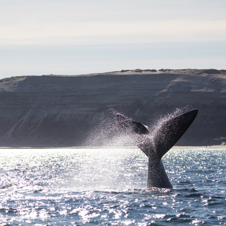 Puerto Madryn Valdes Hval 01 2033005889
