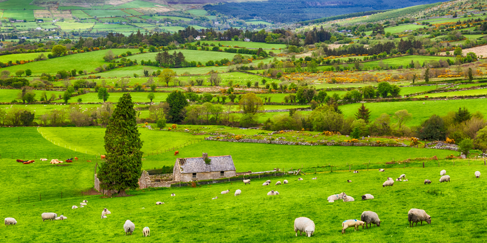 Irland Faar Paa Mark 01