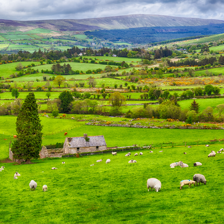 Irland Faar Paa Mark 01
