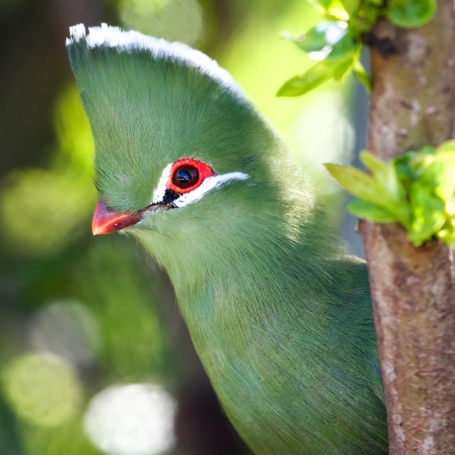 sydafrika - sydafrika_natur_knysna_fugl_01