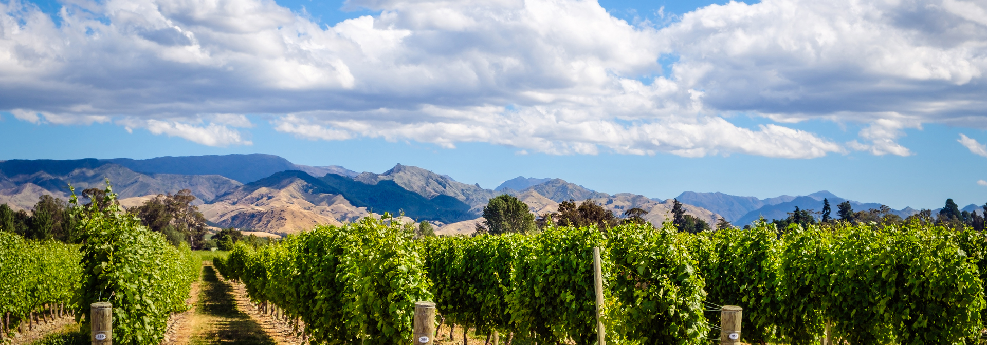 new zealand - marlborough_vinmark_04