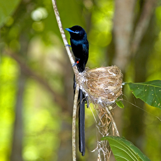 seychellerne - seychellerne_paradise_flycatcher_fugl_01