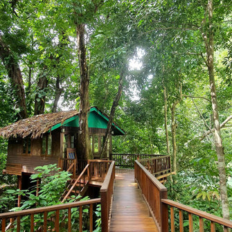 Our Jungle House