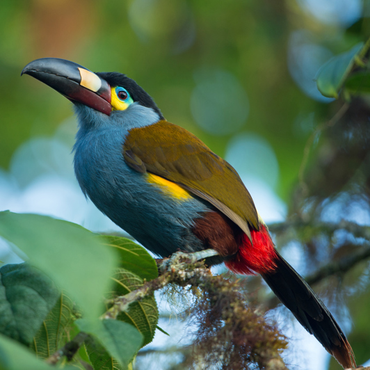 Plate billed Mountain Toucan